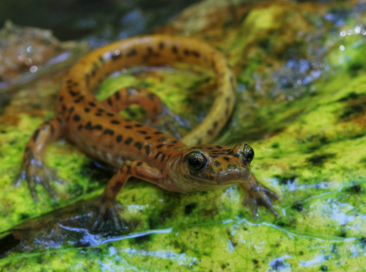 Cave Salamander